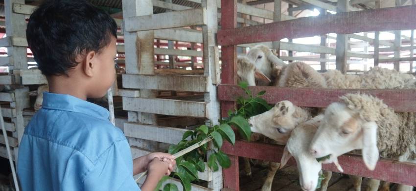 Backpacker Cilik Batch 2: Serunya Menjadi Peternak Domba dan Petani Kopi Sehari